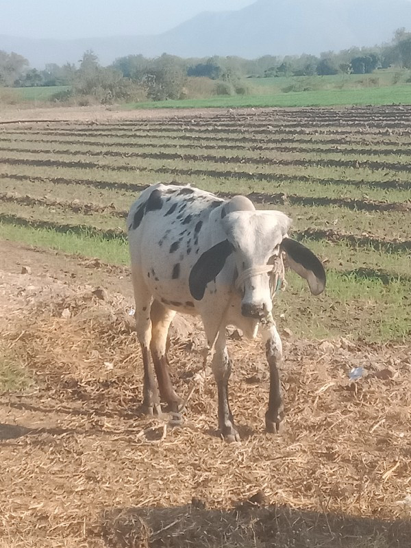 સાટા કરવાના છે...