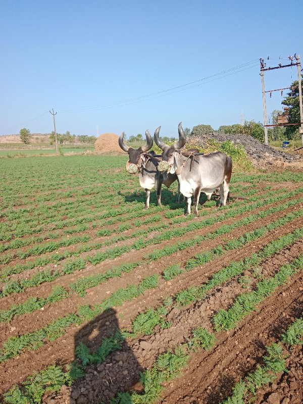 બળદ વેચવાના છે