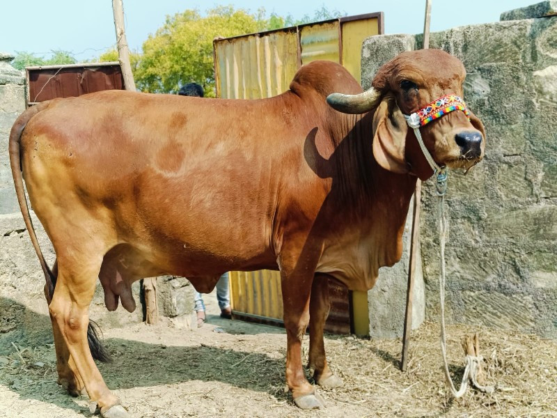 ગાય વેચવાની છે