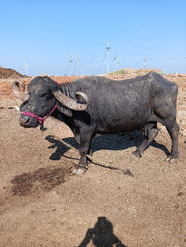 ભેંસ વેચવાની છે