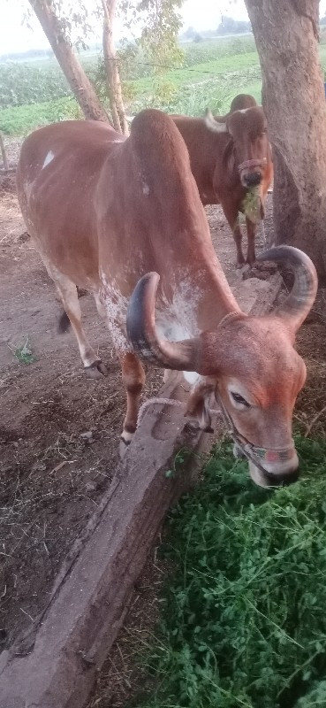 ગોઢલો વેશવા નો...