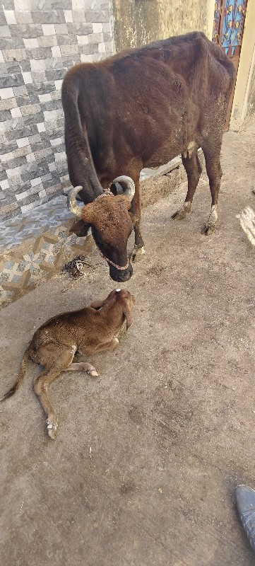 જરસી ગાય