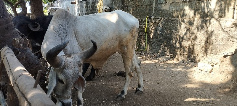 બળદ