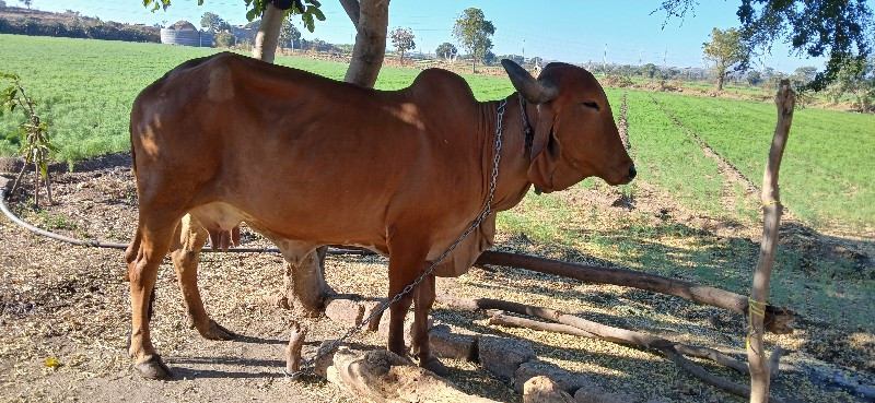 ગાય વેચવાની