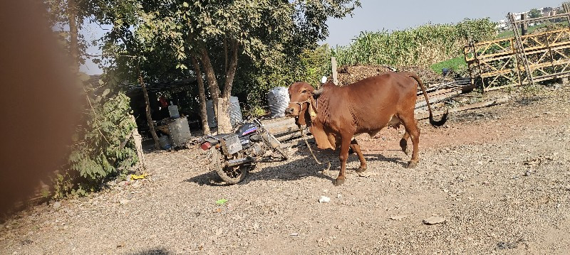 ગાય વેચવાની છે...