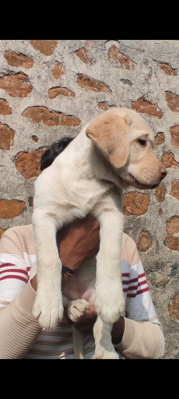 Labrador