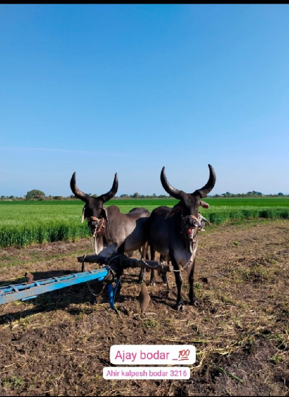 બળદ વેચવાના છે