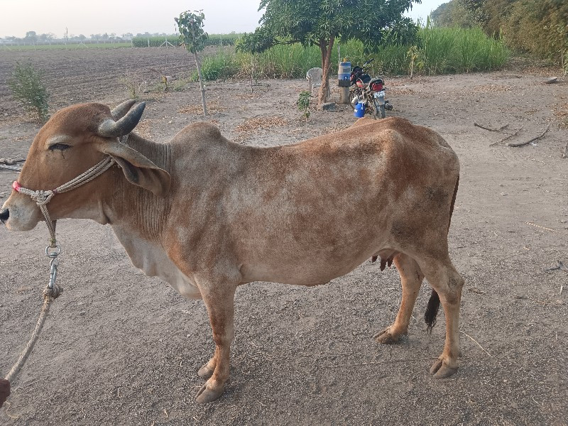 દેશી ગાય વેસવા...