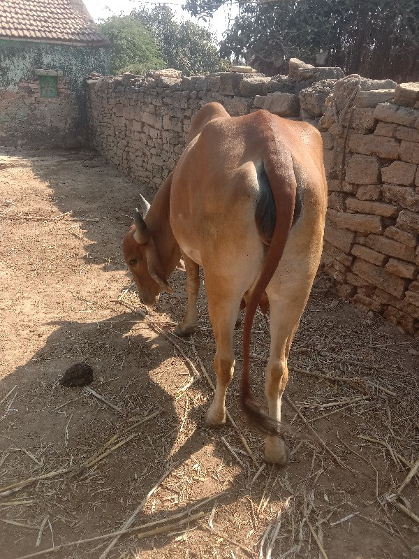 ગાય