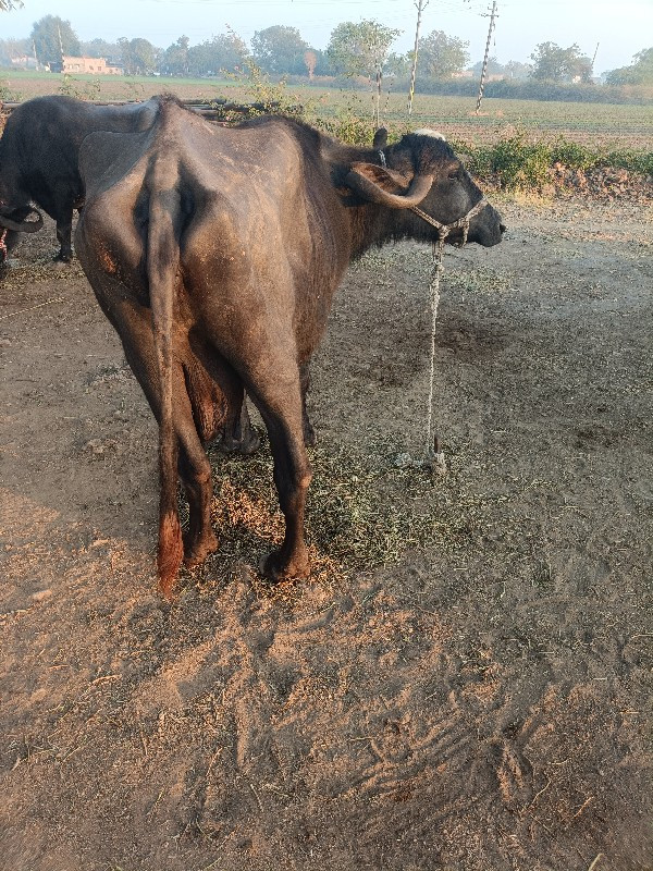 ૧ મહીનાની વિયાગ...