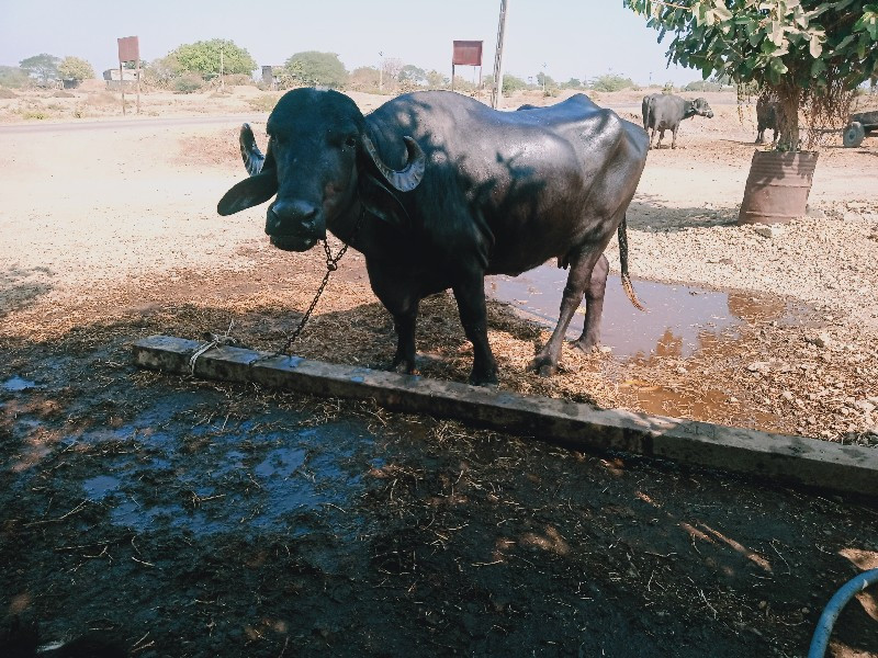 ભેંસ વેચવાની છે