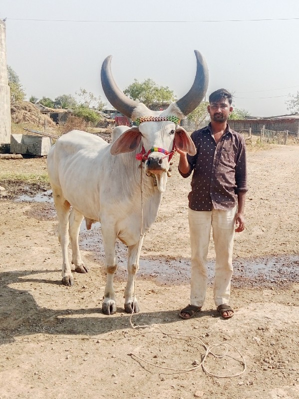 બળદ વેચવાના છે