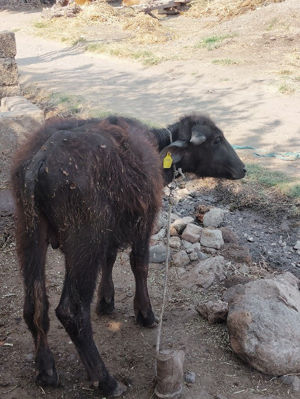 પાડો વેચવા નો