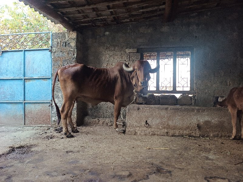 ગાય વેચવાની છે