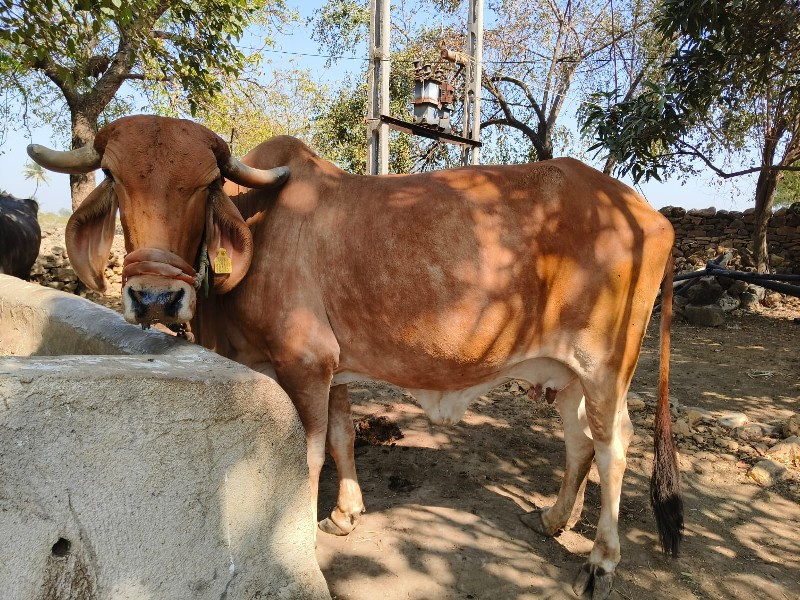 ગાય વેચવાની છે