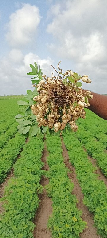 ગિરનાર ૪ મગફળી...