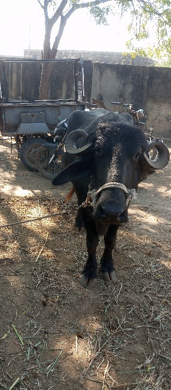 વેચવાનુછે