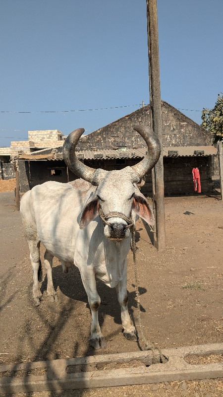 બળદ