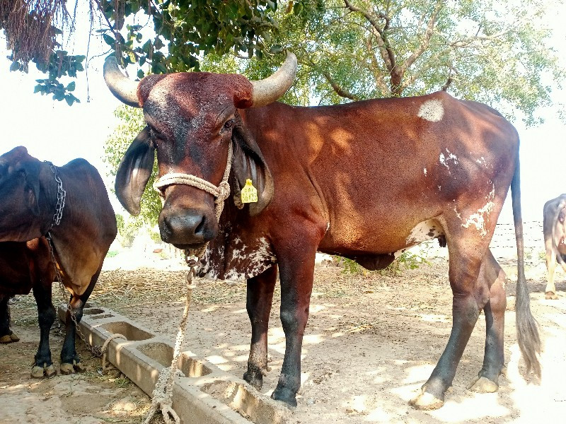 હોળકી વૈચવાની છ...