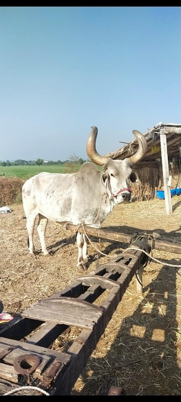 બળદ વેચવાના છે