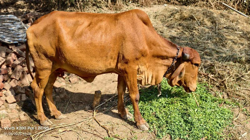 ગીર ગાય બીજુંવે...