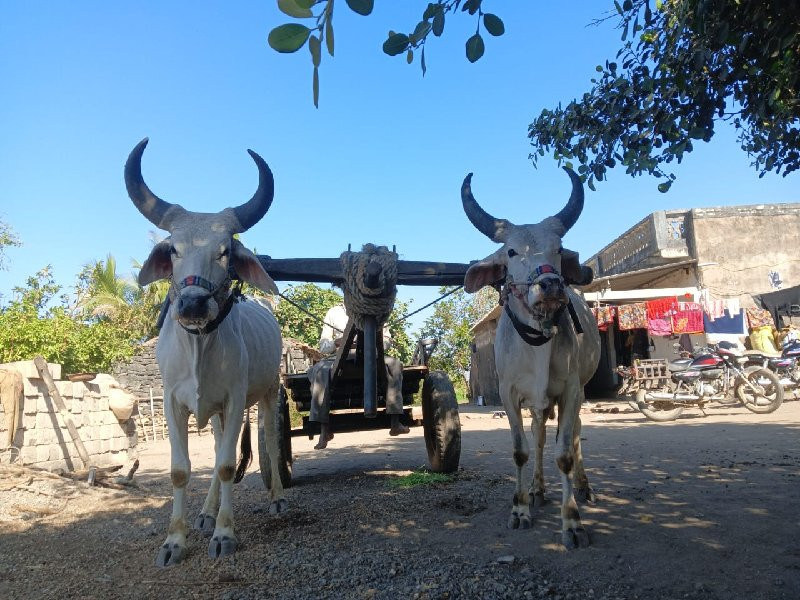 ગોઢલા બેસવાના સ...