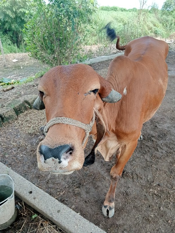 ગીર વાછડી વેચવા...