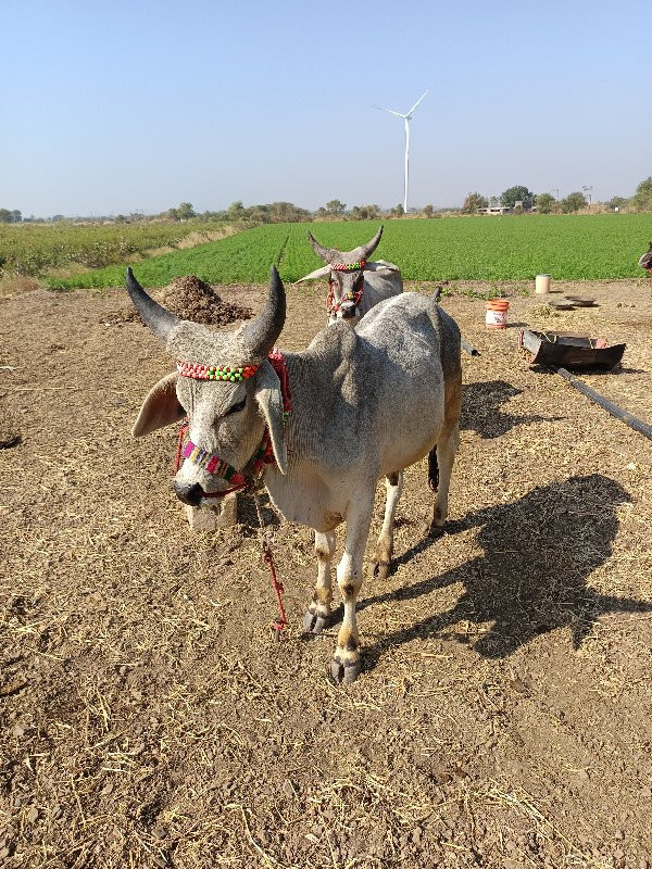 વાછડાં વેચવાના...