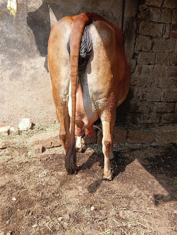 ગાય વેચવાની છે...