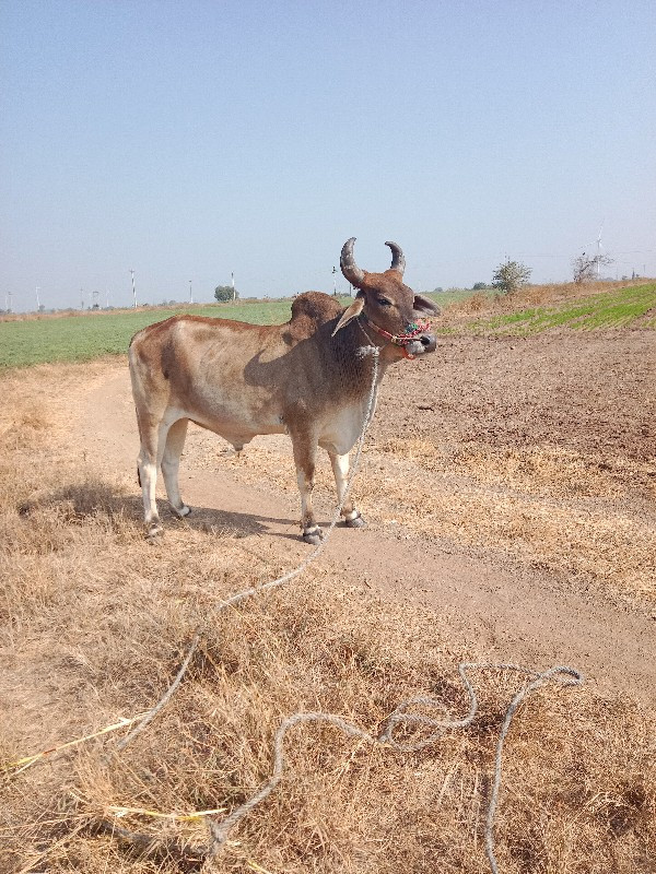 ઘોધલા વેચવા ના...