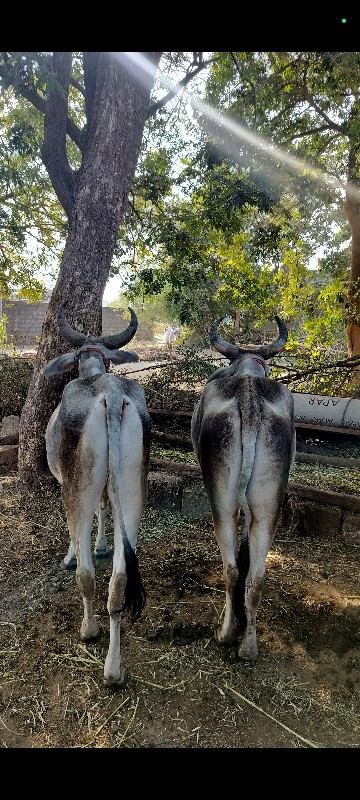 વાસડા બેસવાના છ...