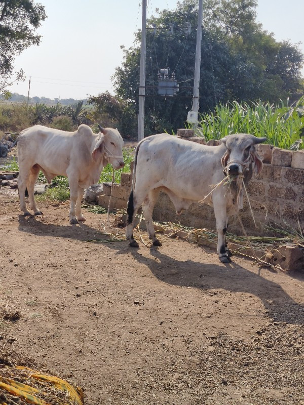 બળદ ની જોડ વેચવ...