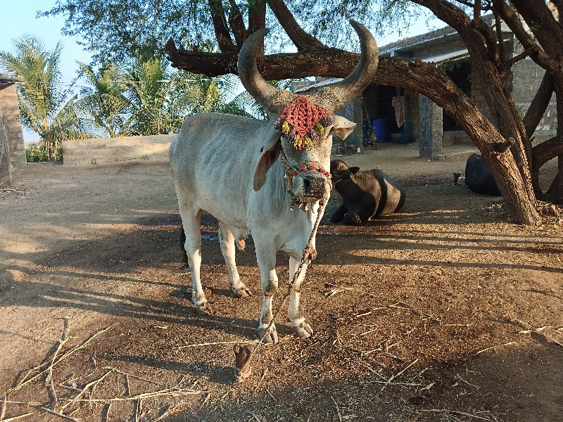 બળદ વેચવાના છે