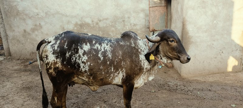 ગાય