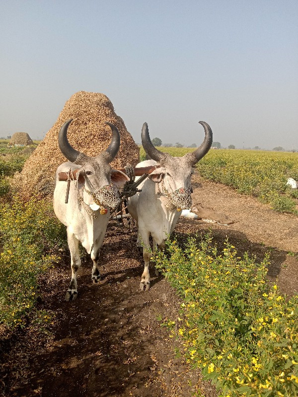 બળદ વેચવાના છે