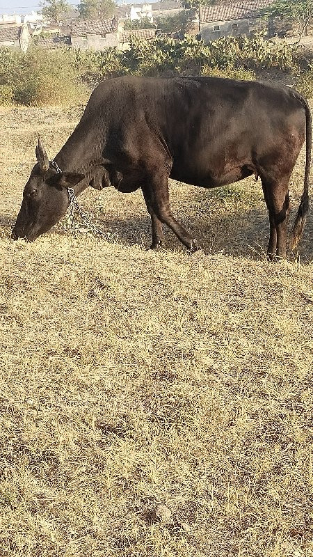 ગાય વેચવાની છે...