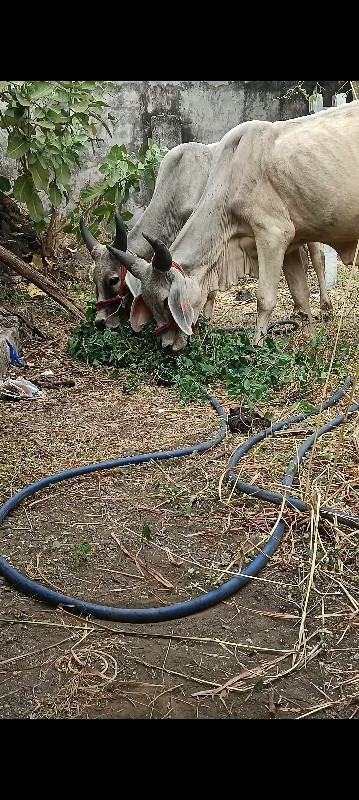 ગોધલા વેચવાના છ...