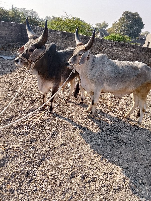 ગોઢલા વેચવાના છ...