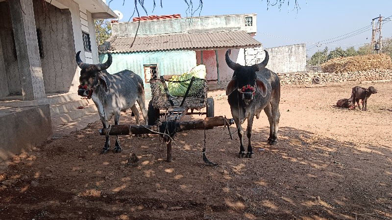 1 વાવણી વાવેલા...