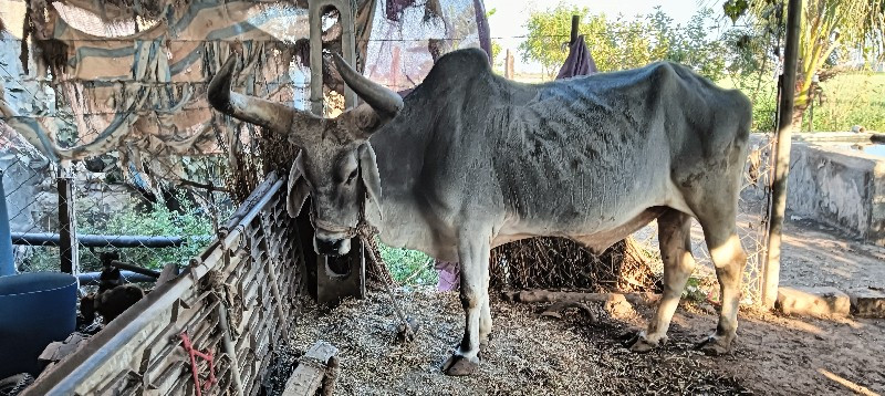 બળદ વેચવાના છે