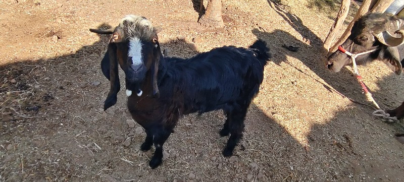 bakri