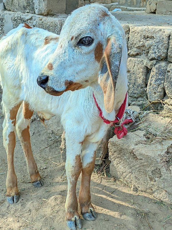 ૪.૫ મહિના નો વા...