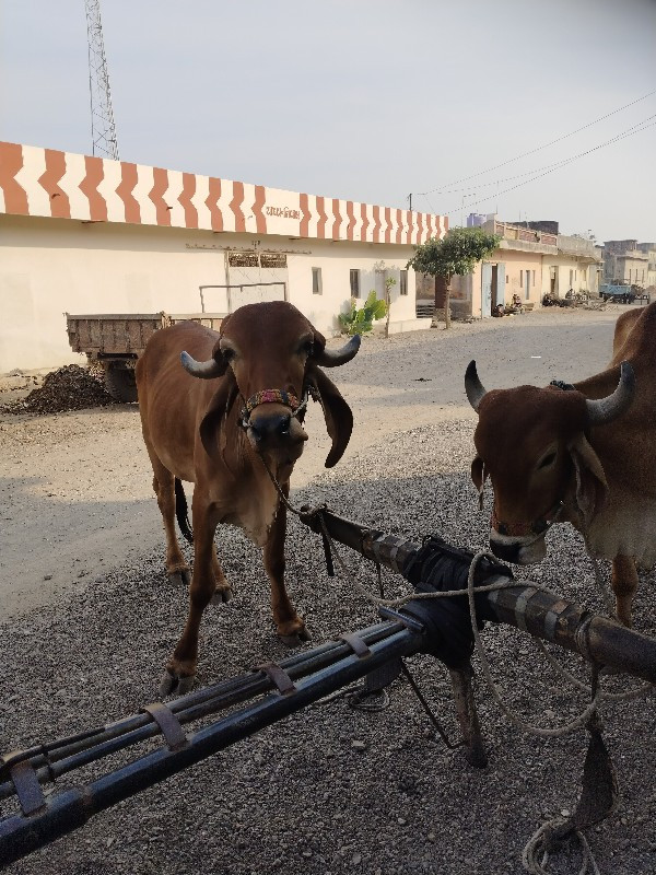 દેચી બળદ