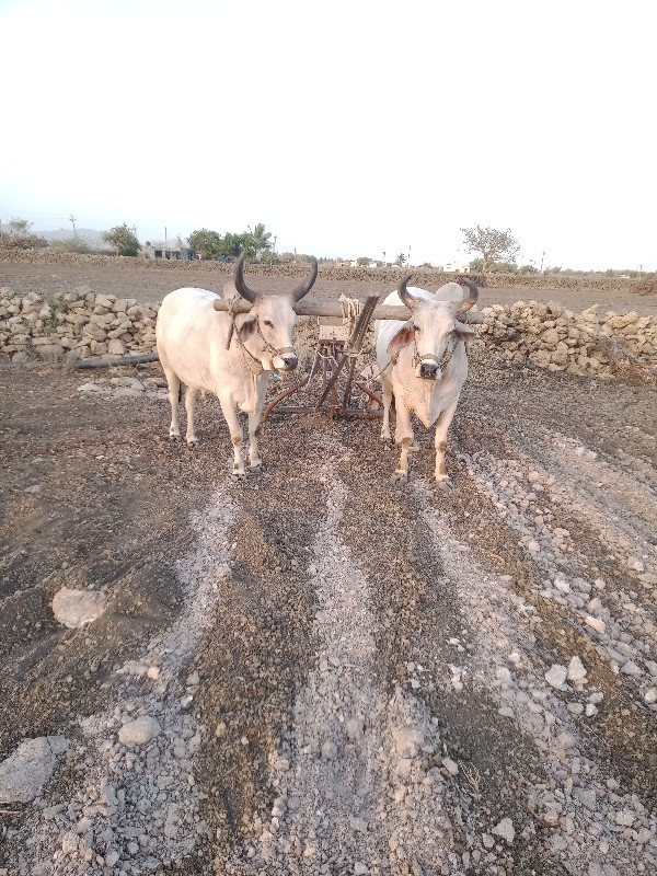 ગોંઢલા વેચવાના...