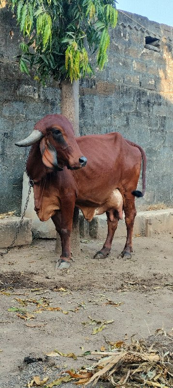 ગાય‌ વેચવાની છે