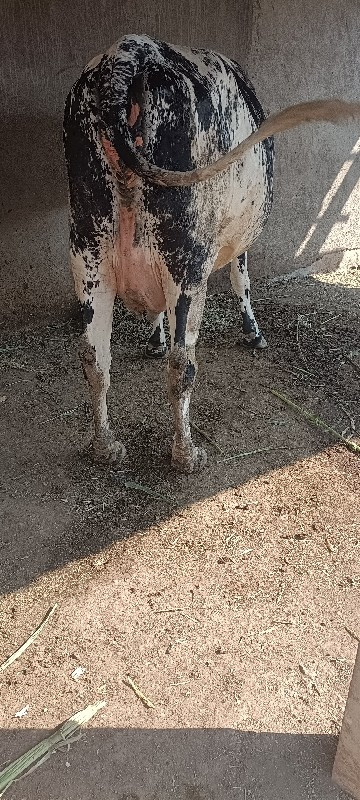 જર્સી ક્રોસ ગાય