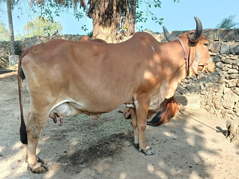 ભૌતિક પિઠીયા ગા...