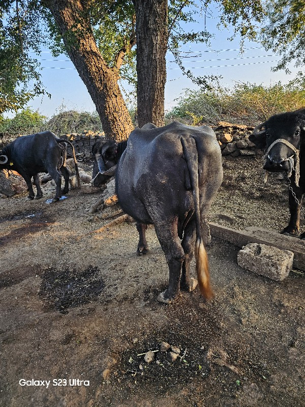 ભેસ  વેચવાની છે