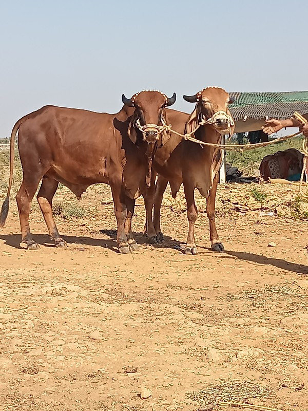 ગોધલાવેચવાનાચ