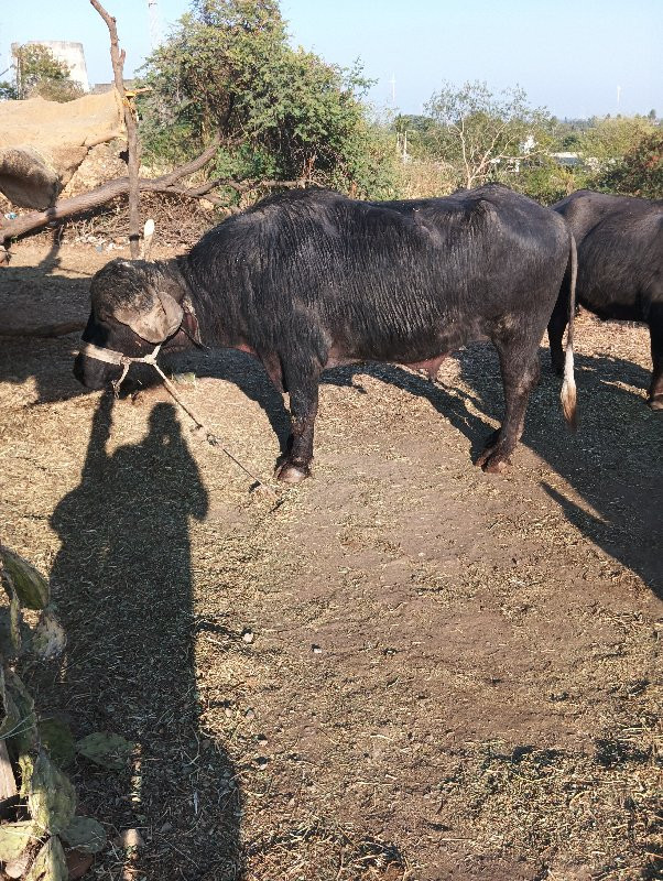 પાડો વેચવાનો છે